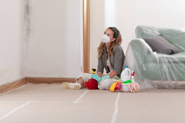 Reliable Basement Mold Remediation contractor in Lexington, NC by Mold Remediation HQ