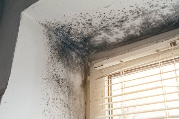 Affordable Basement Mold Remediation solutions in Lexington, NC